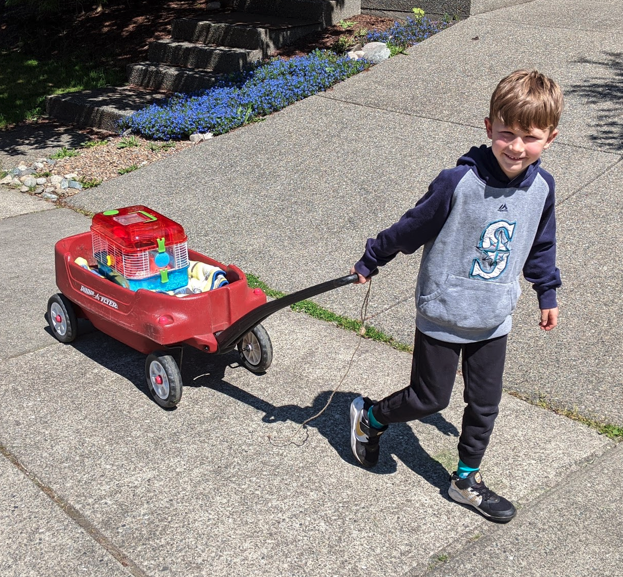 Greyer pulling Meatball in a wagon on the way to get lunch